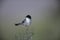 Sardinian warbler ,Sylvia melanocephala