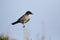 Sardinian warbler, Sylvia melanocephala