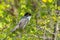 Sardinian Warbler - Sylvia melanocephala