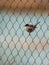 Sardinian Warbler in wire-mesh