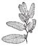 Sargasso or Sargassum vintage engraving