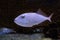 Sargassum red tail trigger fish is captive in an aquarium