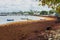 Sargassum Seaweed on Barbados Atlantic Coast beach