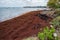 Sargassum Seaweed on Barbados Atlantic Coast beach