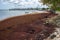 Sargassum Seaweed on Barbados Atlantic Coast beach