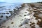 Sargassum Seaweed on the beach