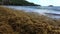 Sargassum seaweed on a beach in the windward islands