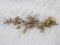Sargassum Seaweed Closeup on White Sand