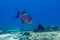 Sargassum Triggerfish, xanthichthys ringens, swimming on coral reef close up