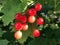 Sargent viburnum Viburnum sargentii, Sargent cranberry bush or Schneeball