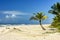 Sargi beach with its coconut trees on the sand