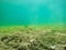 Sargos swimming in Sardinia turquoise sea