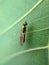 Sargus is a genus of soldier flies in the family Stratiomyidae. There are at least 130 described species in Sargus.