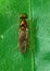 Sargus Insect Sitting on a Green Leaf