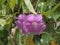 Saritaea magnifica or Purple bignonia flower.
