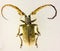 Sarothrocera lowii â€“ Borneo tropical beetle specimen