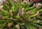 Sarracenia, carnivorous plant