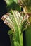 Sarracenia carnivorous plant