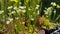 Sarracenia carnivorous plant
