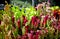 Sarracenia carnivorous plants