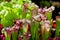 Sarracenia carnivorous plants