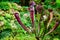 Sarracenia catches and kills insects by luring them into its narrow jugs