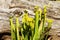 Sarracenia flava rugelii