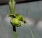 Sarracenia flava, Yellow pitcher plant