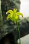 Sarracenia flower- carnivore plant