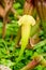 Sarracenia Hybrid SARRACENIACEAE tropical pitcher plants close up