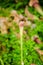 Sarracenia Hybrid SARRACENIACEAE tropical pitcher plants close up