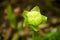 Sarracenia Hybrid SARRACENIACEAE tropical pitcher plants close up flower