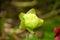 Sarracenia Hybrid SARRACENIACEAE tropical pitcher plants close up flower