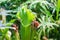 Sarracenia insect eating plant, close-up view growing in garden