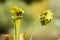 Sarracenia insectivorous plant leaves.