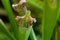 Sarracenia pitcher plants, commonly called trumpet pitchers