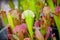 Sarracenia plants