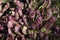 Sarracenia psittacina also known as parrot pitcher plant in carnivorous garden