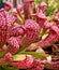 Sarracenia psittacina parrot pitcher plant ,red pitcher
