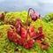 Sarracenia purpurea