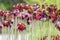 Sarracenia purpurea carnivorous plant, purple flowering pitcher plant