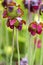 Sarracenia purpurea carnivorous plant, purple flowering pitcher plant