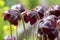 Sarracenia purpurea carnivorous plant, purple flowering pitcher plant