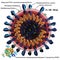 SARS-CoV-2 Coronavirus Structure COVID-19 (Russian)