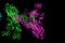 SARS-CoV-2 Spike Glycoprotein