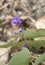 Sarsaparilla Flower Australian native climber Hardenbergia viola