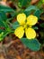 Sarso yellow colour flower green Leaf