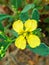 Sarso Yellow colour flower with green leaf