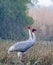 Sarus crane