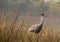 Sarus crane